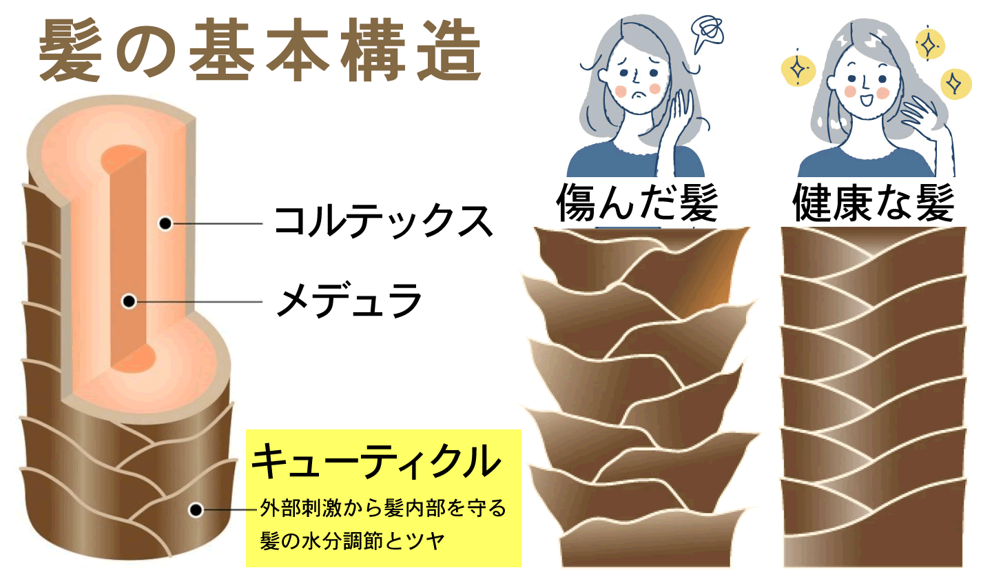 髪の構造