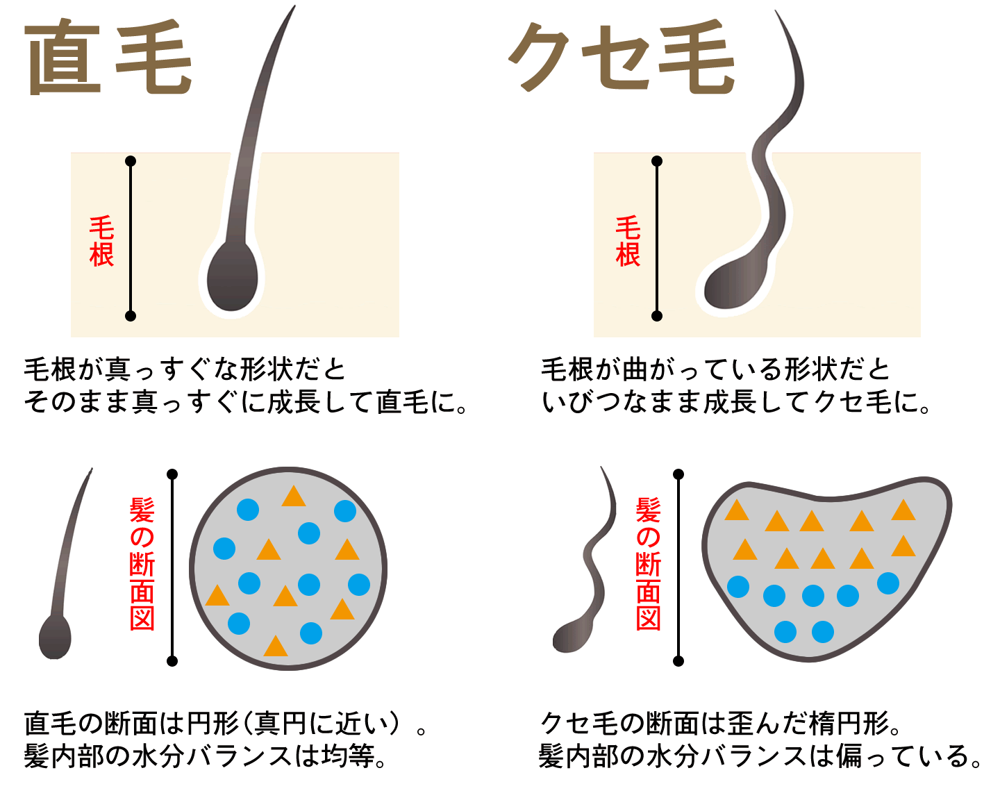 クセ毛とはの説明2