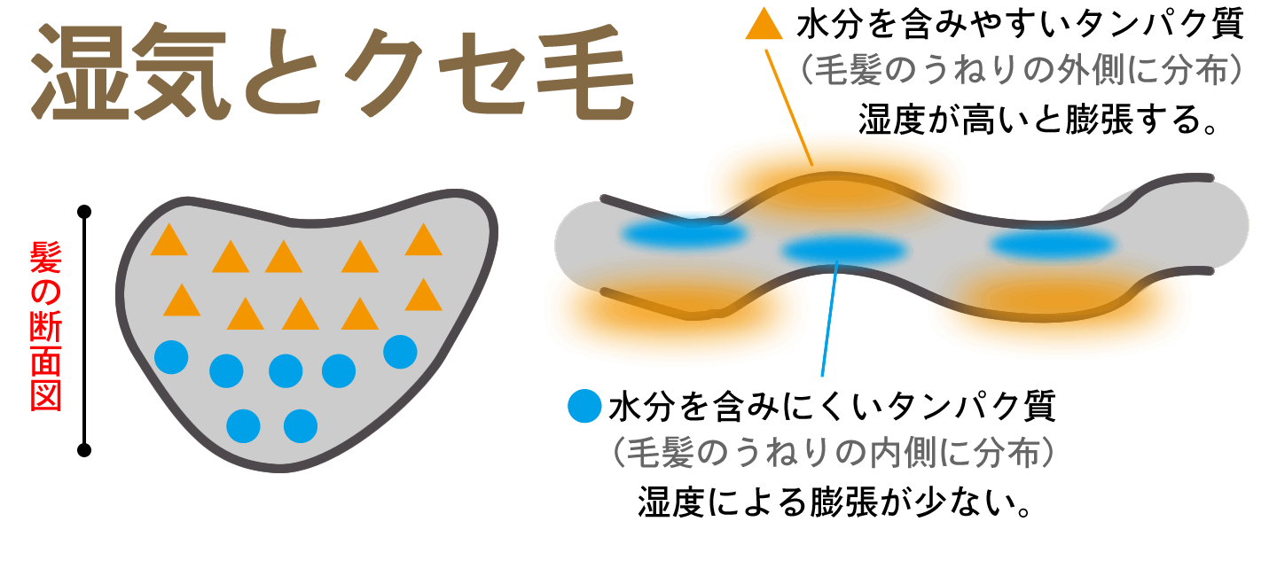 雨の日のクセ毛の説明2