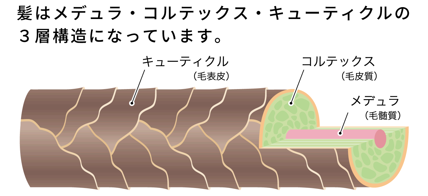 髪の構造説明1