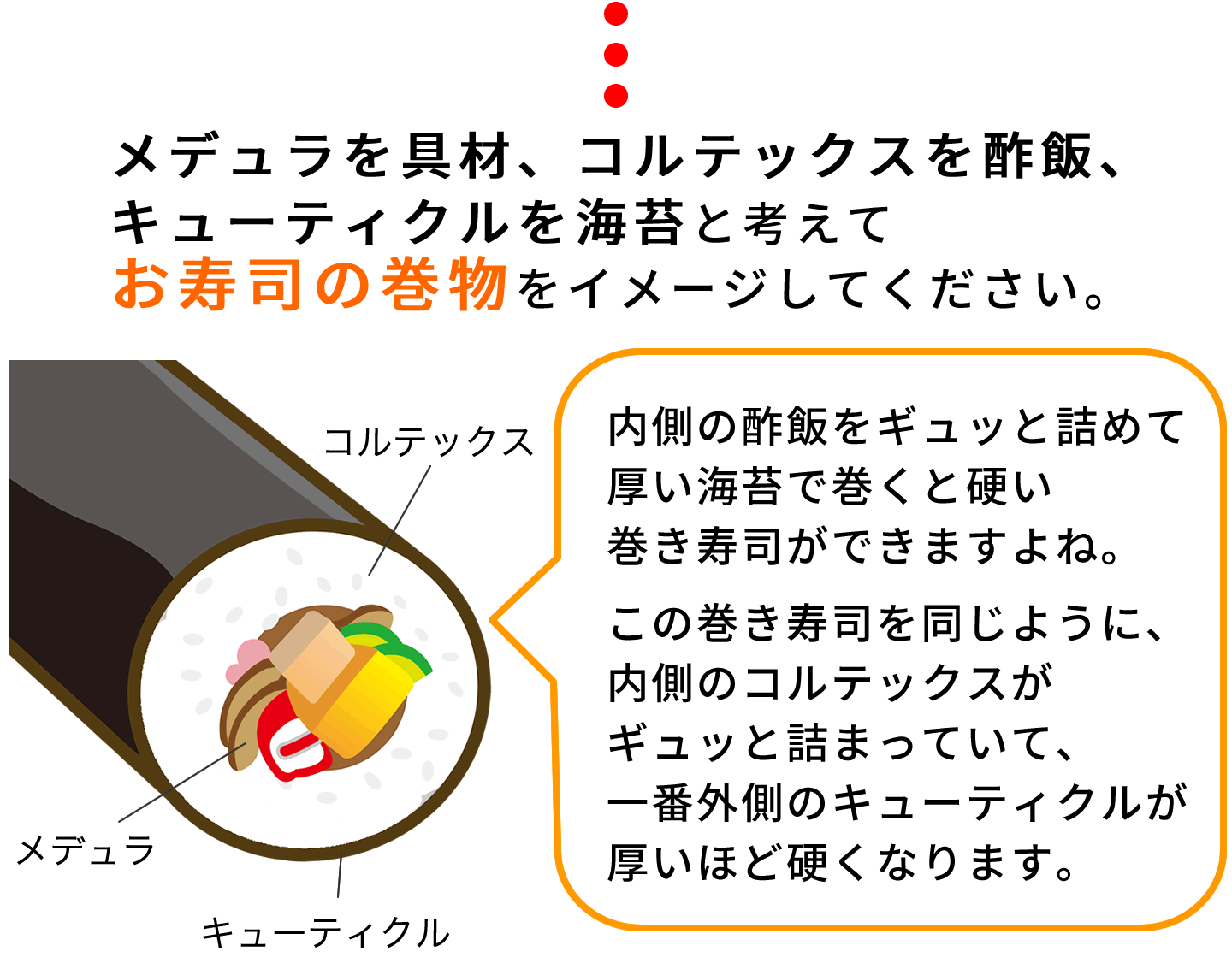 髪の構造説明2